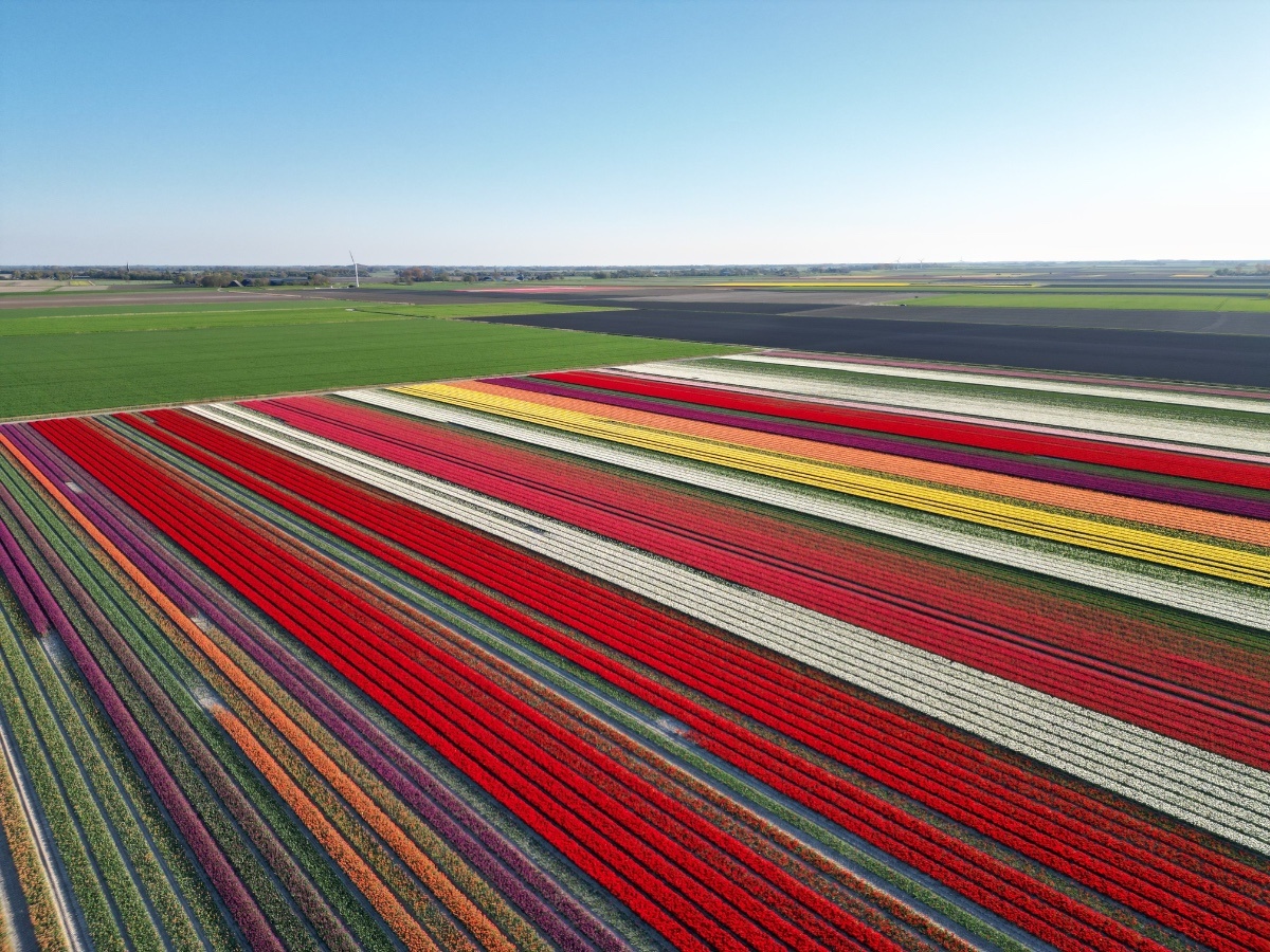 Tulip tours in Groningen 2026 - Spring blossoms at Hogeland!
